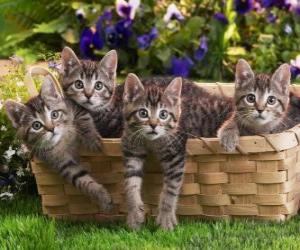 пазл Четыре котят в корзину